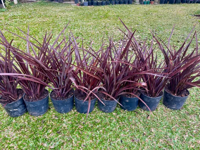 Mini Formio roxo 
