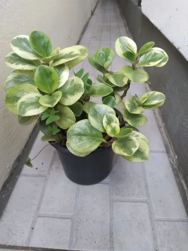 Peperômia Variegata - Linda e Charmosa