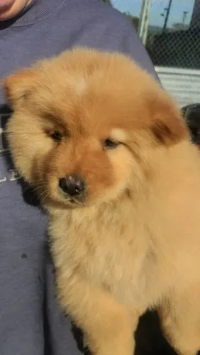 Filhote Chow-chow, A melhor surpresa da sua vida tem quatro patas e um coração gigante!