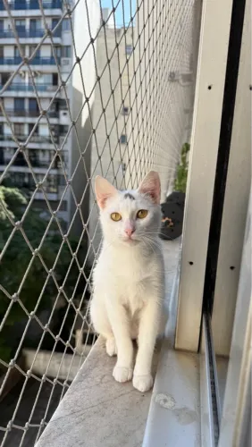Gatinha fêmea castrada