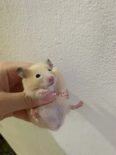 Vendo filhotes de hamsters sírios
