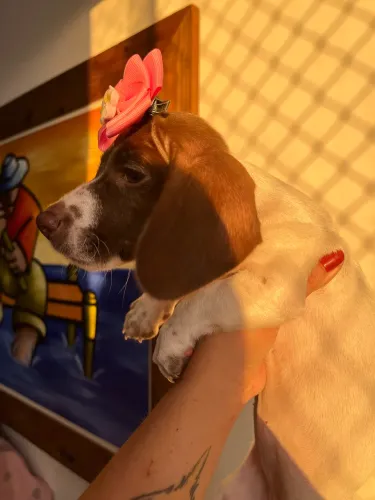 Dachshund miniatura fêmea