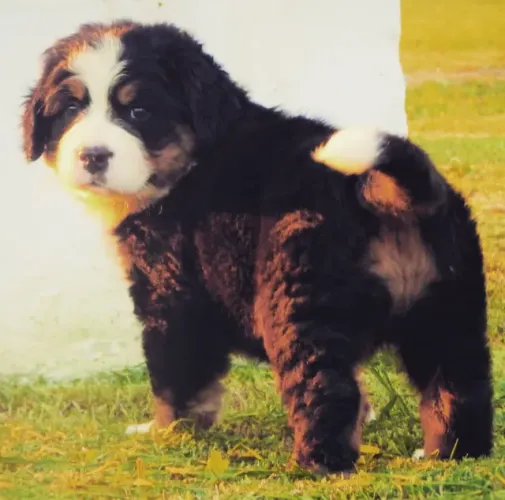 Bernese Mountain Dog,Bernese Mountain Dog Filhote Vacinado e Vermifugado