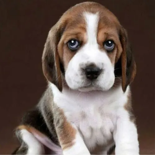 Beagle Filhotinho disponível enquanto houver vagas