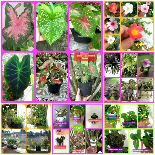 LINDAS PLANTAS