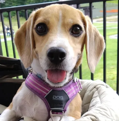 Filhote Beagle, Nada se compara ao amor sincero de um filhote!