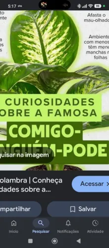 Planta comigo ninguém pode