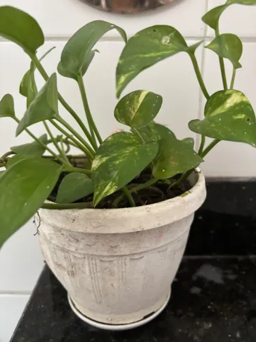 Plantas Ornamentais várias a partir de 20,00; motivo mudança de estado