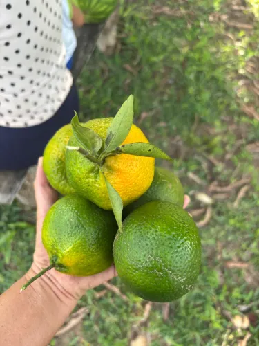 Vendo ou alugo anual tbm troco uma linda chácara em Monjope