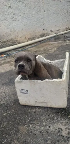 VENDO LINDA AMERICAN BULLY