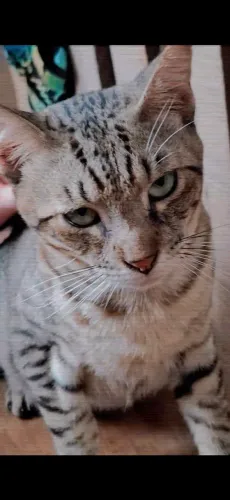 ADOTE UM GATO