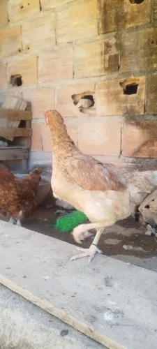 Galinha caipira