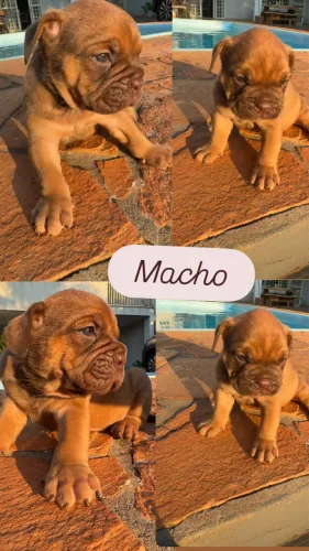 Buldogue campeiro