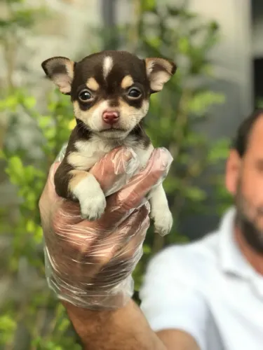 Chihuahua Pelo Curto com Loja Física e Pós-Venda
