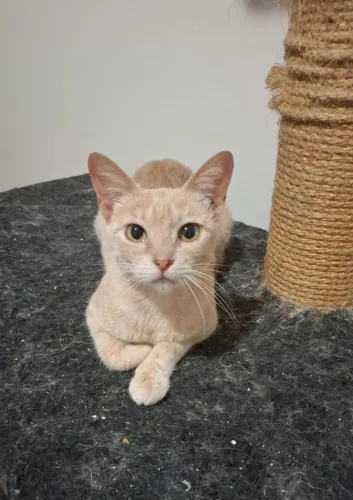 Adoção linda gata yellow baby castradinha