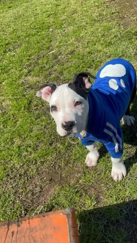Filhote macho de Pit Bul Monsters