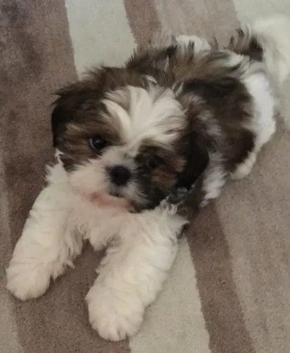 Filhotes de Shih Tzu | Um amor que não desgruda.
