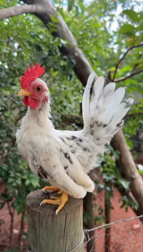 Franguinho garnize nanico