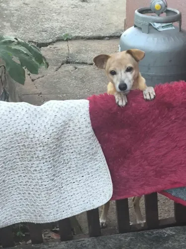 Cão caramelo idoso precisa de um lar