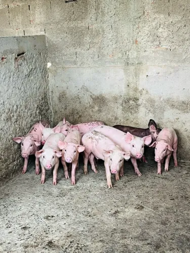 Leitoas Pietrain com Landrace