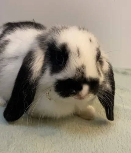 Coelho Mini Lop - Macho