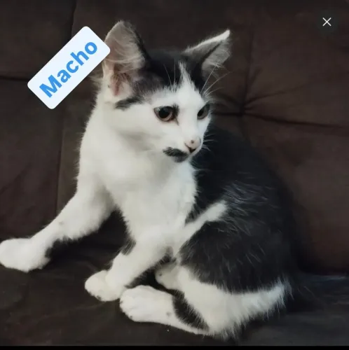 Doa-se três filhotes de gatos