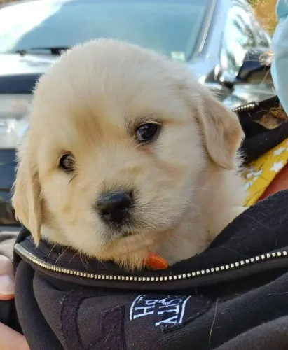 Golden adquira seu doguinho com condições únicas 