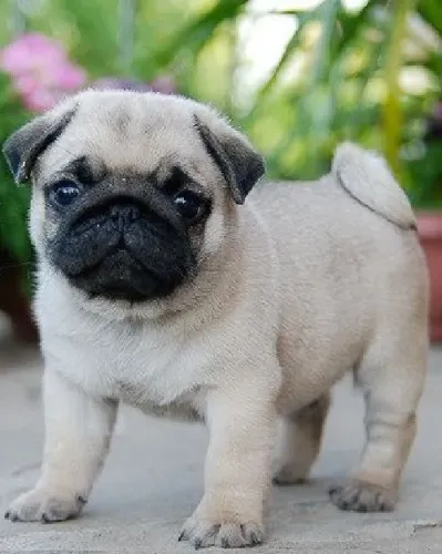 Filhote de pug mini rabugentinho mais fofo do rolê
