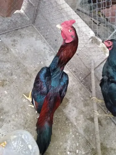 Galos de Raça
