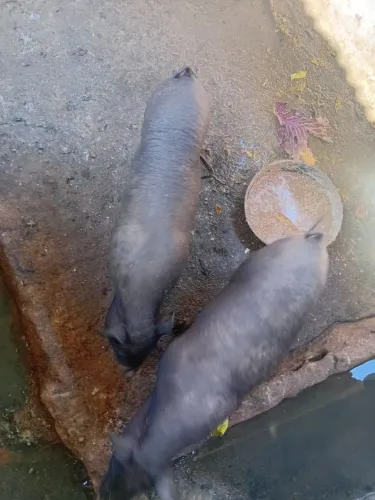 Vendo um casal de porco caipira 900 reais os dois pesando 35 kg cada