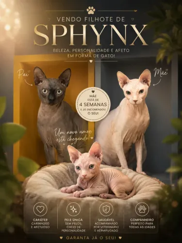 FILHOTES DE SPHYNX A CAMINHO 