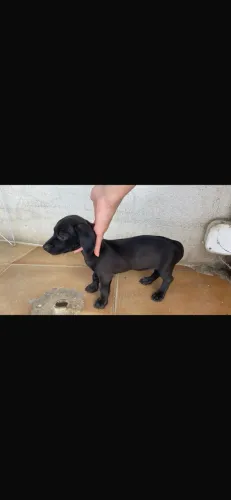 Filhote de cachorro Cofap 
