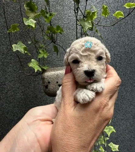 Poodle toy anões: Para apartamentos