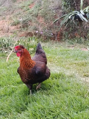 Galinha GSB BALÃO SERTANEJO 