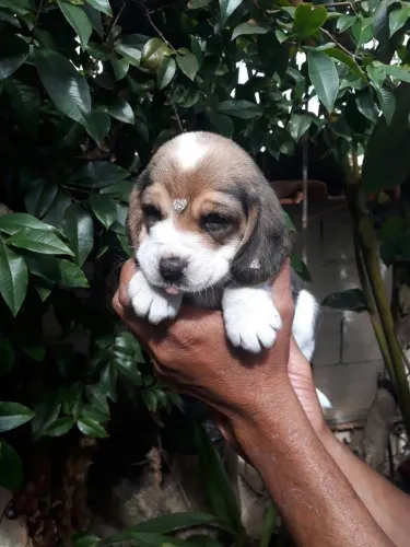 Beagle filhote vacinados