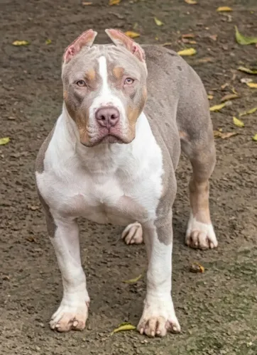 Fêmea Pit monster 