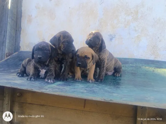 Fila Brasileiro Filhotes