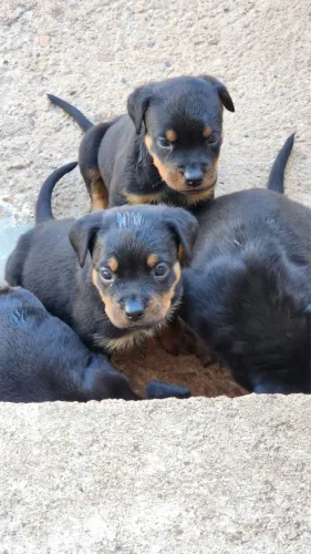 Filhotes Rottweiler
