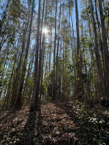 EUCALIPTO EM PÉ - ÁREA ESCRITURADA - ALFREDO CHAVES (SÃO ROQUE DE MARAVILHA)