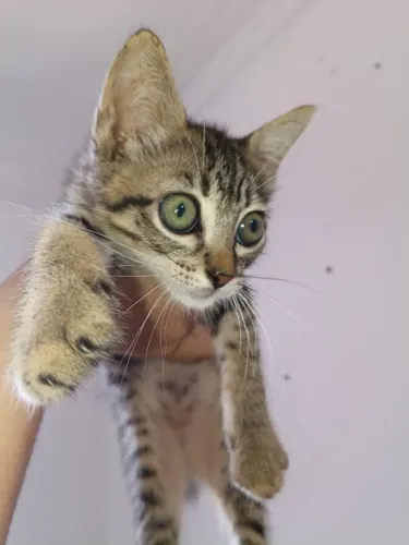Gatinho filhote pra adoção