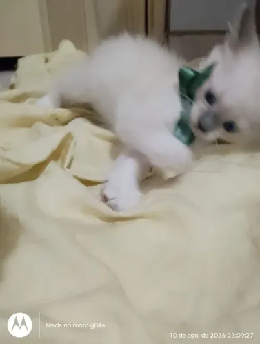Gato para doação, ele é macho!