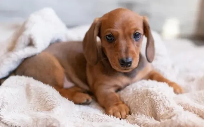 Basset Mini Filhotes Dachshund Caramelo.