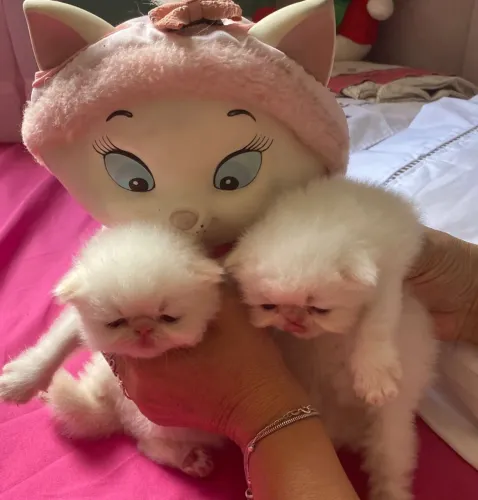 Vendendo gatinhas Persas Show Himalaia brancas de olhos azuis orelhinhas narizinho 