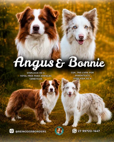 Filhotes Borders Collie CBKC