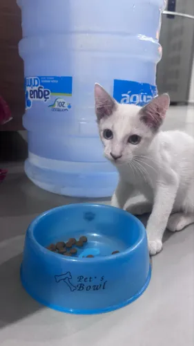 Gatinho pra adoção
