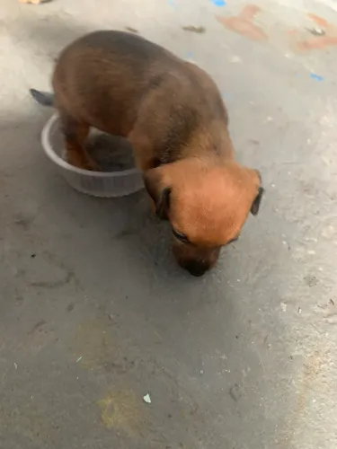Vendo filhote de pinscher macho 