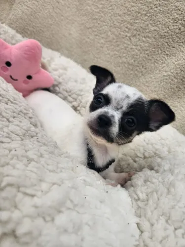 Chihuahua pl curto 