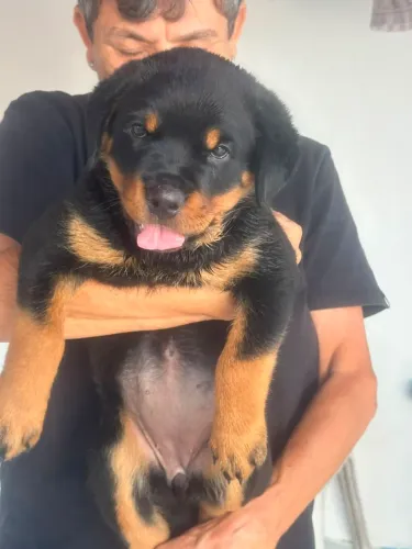 Rottweiler 