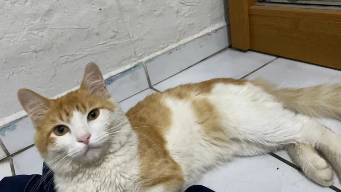 Doação de gato macho