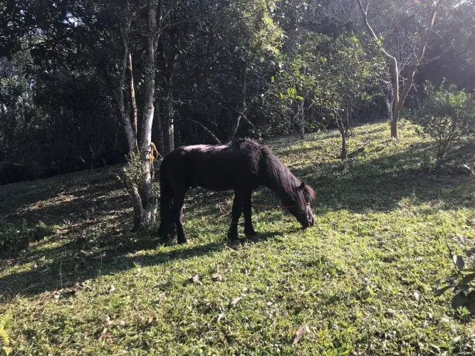 Cavalos e pônei 